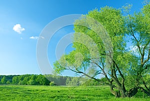 Meadow and tree