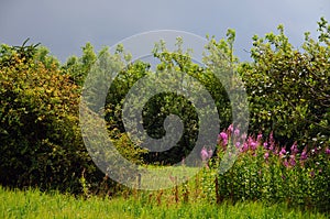 Meadow and trees