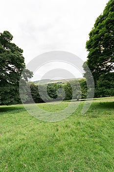 Meadow with trees