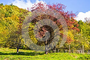 Meadow with trees with autumn colors, Italy