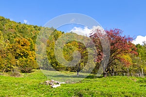 Meadow with trees with autumn colors, Italy