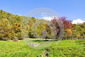 Meadow with trees with autumn colors, Italy