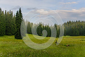 Meadow with trees photo