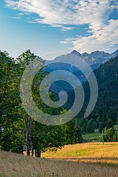 Meadow with trees over Tatranska Javorina during summer photo