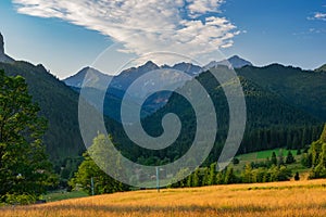 Meadow with trees over Tatranska Javorina during summer photo