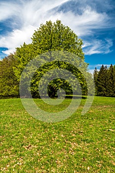 Meadow with trees and partly cloudy sky above during springtime in Bile Karpaty mountains in Czech republic