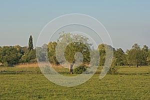 Meadow with trees and reed in the marshs of Bourgoyen nature reserve