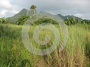 A meadow and tropical trees near San Isidro, Lipa city, Philippines