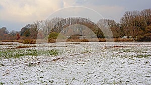 Meadow under snow with reed, shrubs and bare trees behind in Bourgoyen nature reserve, Ghent, Belgium