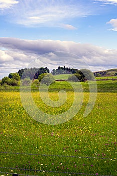 Meadow in Upper Teesdale in springtime