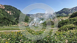 On the meadow in the Valley of Geysers lush green vegetation, wildflowers.