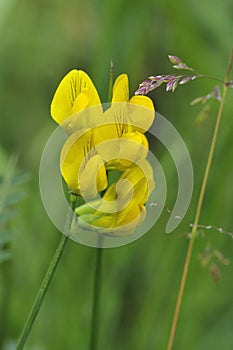 Meadow Vetchling