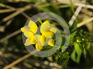 Meadow vetchling, Lathyrus pratensis, blossom close-up, selective focus, shallow DOF