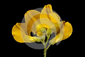 Meadow Vetchling (Lathyrus pratensis). Inflorescence Closeup