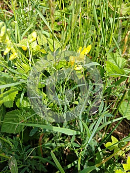 Meadow Vetchling - Lathyrus pratensis, Norfolk, England, UK