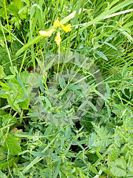 Meadow Vetchling - Lathyrus pratensis, Norfolk, England, UK