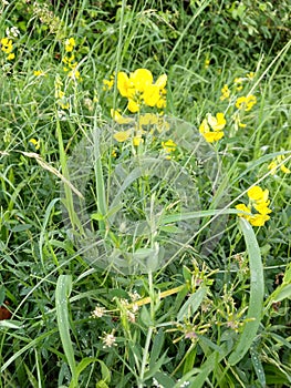 Meadow Vetchling - Lathyrus pratensis, Norfolk, England, UK