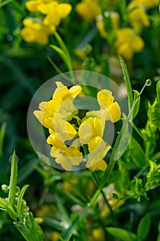 Meadow vetchling Lathyrus pratensis raceme. Yellow flowers on