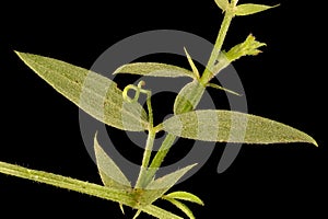 Meadow Vetchling (Lathyrus pratensis). Stem and Leaves Closeup