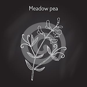 Meadow vetchling or pea Lathyrus pratensis , medicinal plant