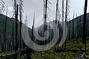 Meadow Views of Regrowth after a Forest Fire