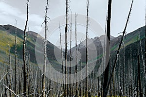 Meadow Views of Regrowth after a Forest Fire