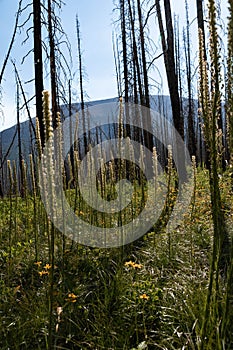 Meadow Views of Regrowth after a Forest Fire