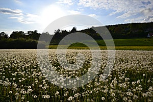 Meadow vintage panorama flowers dandelion sunset mood