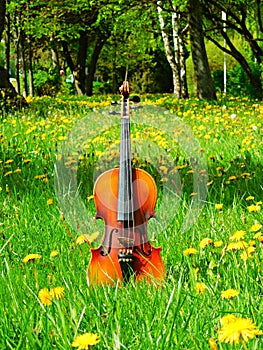 Meadow and violin