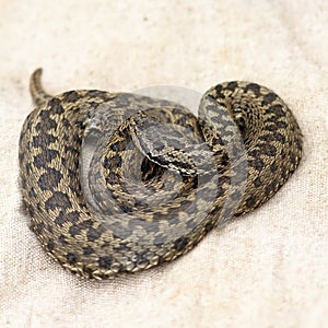 Meadow viper on burlap