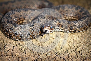 Meadow viper emerged from hibernation