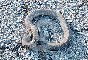 Meadow viper (Vipera Ursinii)