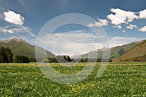 Meadow at Wairau Valley