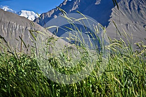 Meadow in the Wakhan Valley