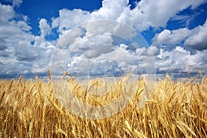 Meadow of wheat.