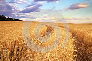 Meadow of wheat