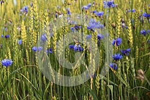 Meadow, wheat, cornflower, blue, green, nature