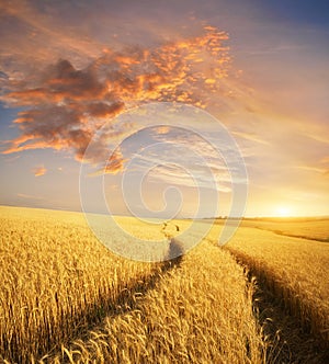 Meadow of wheat