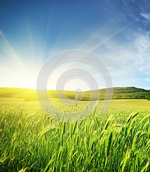 Meadow of wheat.