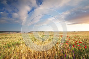 Meadow of wheat.