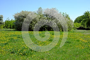 Meadow on which dandelions bloom. Flowering trees in the spring