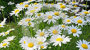 Meadow of white Chamomile flowers close up.