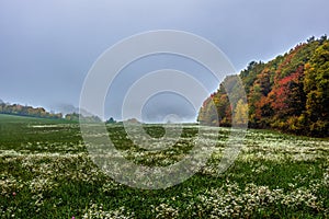 Meadow with white flowers and colorful forest. Autumn foggy landscape.