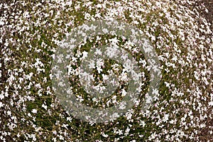 Meadow with white flowers Gypsophila repens, perennial herbaceous plant