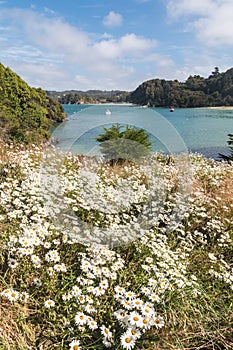 meadow with white marguerite daisy flowers in bloom on Stewart Island, New Zealand