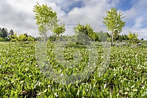 A Meadow of White Mule`s Ears With Quaking Aspens, Southwestern Idaho, Southeastern Oregon