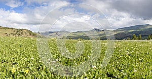 A Meadow of White Mule`s Ears, Southwestern Idaho, Southeastern Oregon