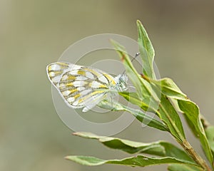 Meadow White, Pontia helice