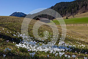 Meadow with white tommy crocus in the alps