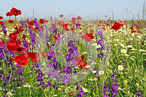 Meadow with wild flowers